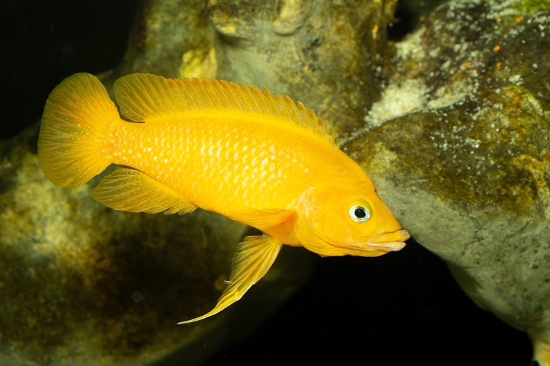 Neolamprologus leleupi 'Talama'